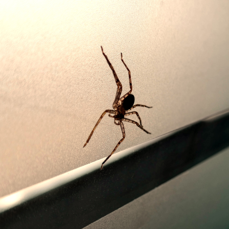 A curious spider ventures across a metallic surface