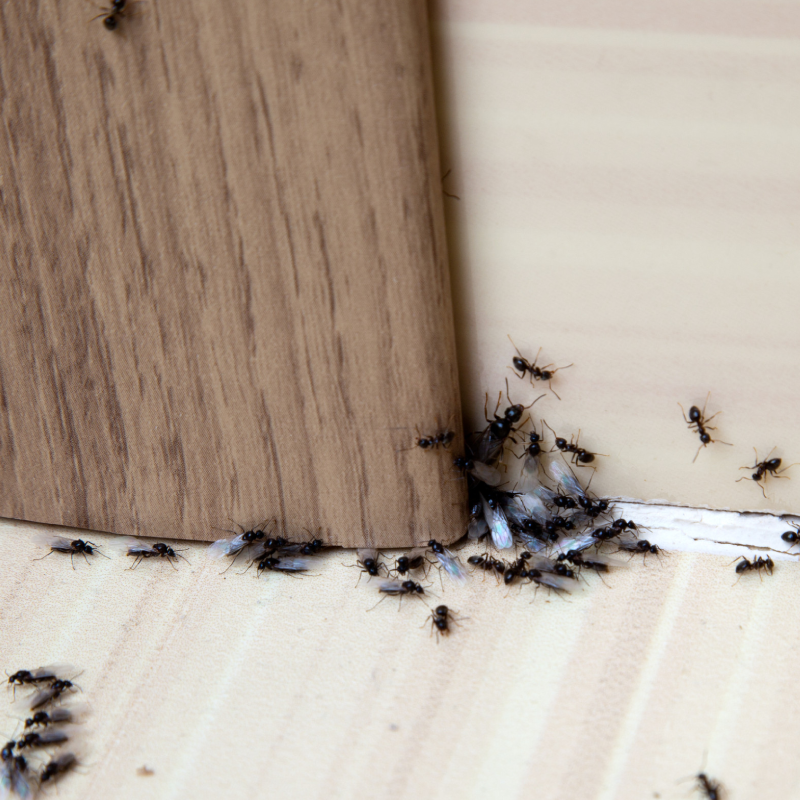 Ants