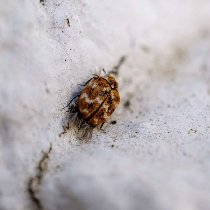 Closeup of a brown flea on the white wood against a blurry background