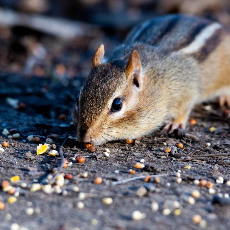 Closeup selective focus shot of an eastern chipmunk