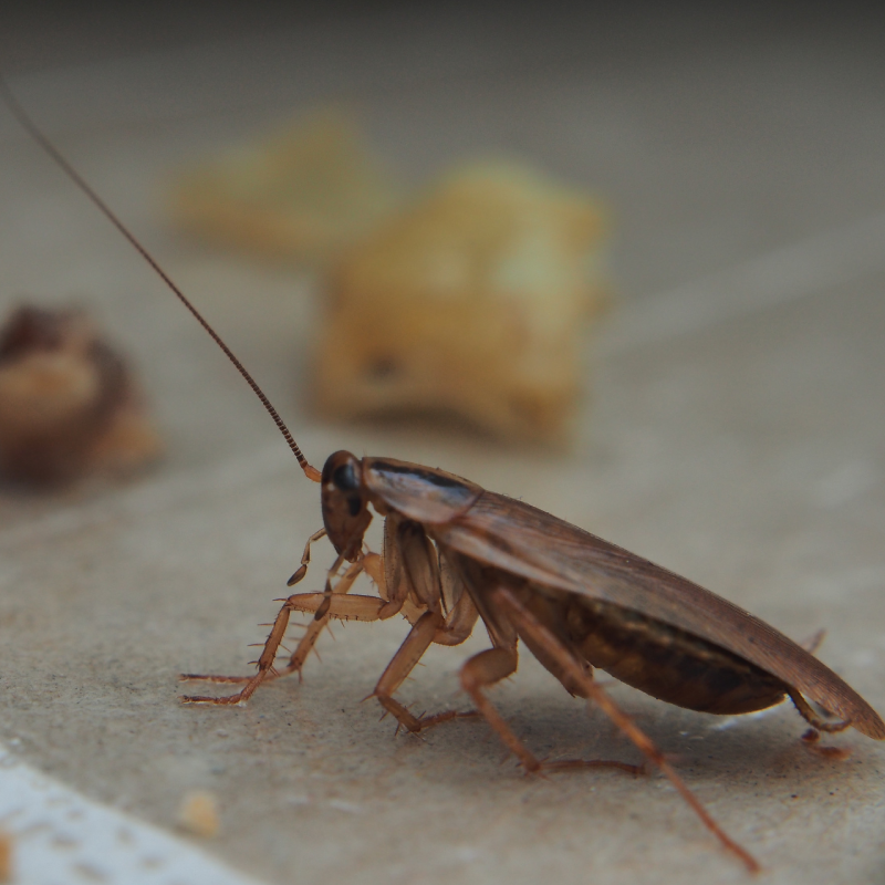 Cockroach