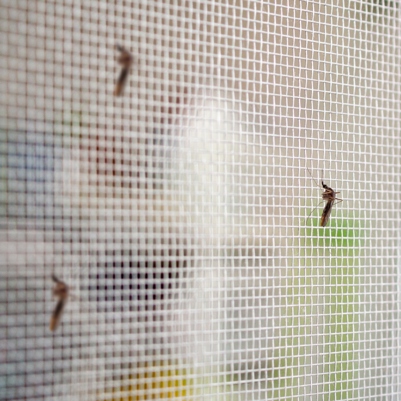 Mosquitos